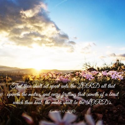 Picture 03 - Exodus 13:12 KJV - That thou shalt set apart unto the LORD all that - Bible Verse Picture