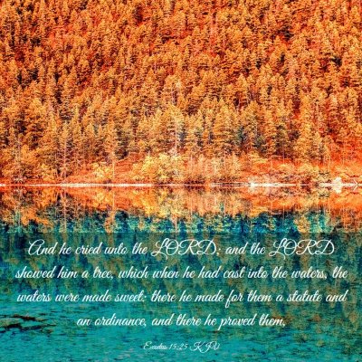 Picture 03 - Exodus 15:25 KJV - And he cried unto the LORD; and the LORD showed - Bible Verse Picture