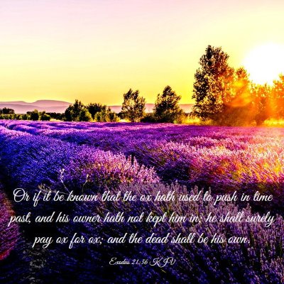 Picture 03 - Exodus 21:36 KJV - Or if it be known that the ox hath used to push - Bible Verse Picture