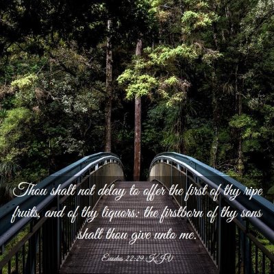 Picture 03 - Exodus 22:29 KJV - Thou shalt not delay to offer the first of thy - Bible Verse Picture