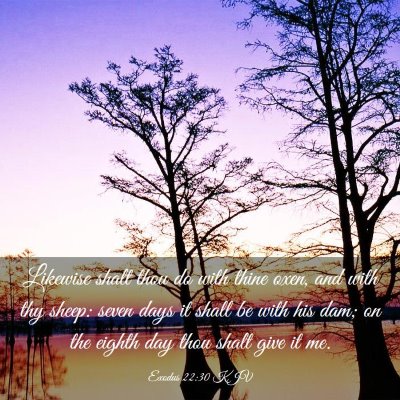 Picture 03 - Exodus 22:30 KJV - Likewise shalt thou do with thine oxen, and with - Bible Verse Picture