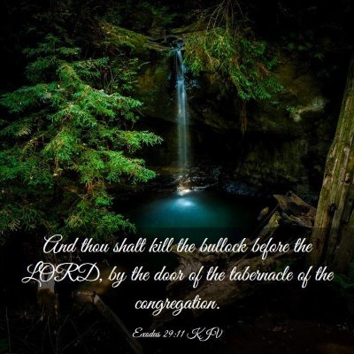 Picture 03 - Exodus 29:11 KJV - And thou shalt kill the bullock before the LORD, - Bible Verse Picture