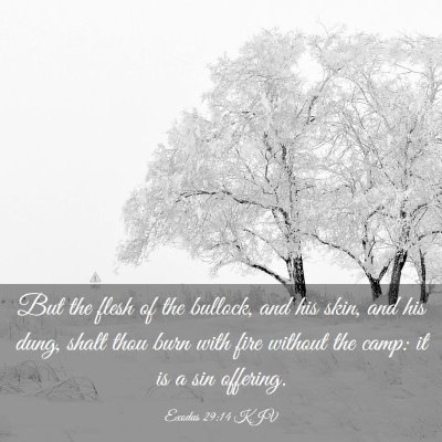 Picture 03 - Exodus 29:14 KJV - But the flesh of the bullock, and his skin, and - Bible Verse Picture