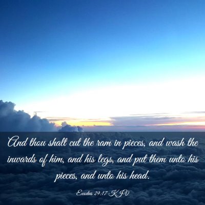 Picture 03 - Exodus 29:17 KJV - And thou shalt cut the ram in pieces, and wash - Bible Verse Picture