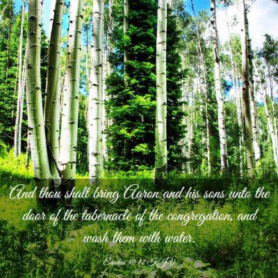 Picture 03 - Exodus 40:12 KJV - And thou shalt bring Aaron and his sons unto the - Bible Verse Picture