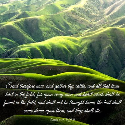 Picture 03 - Exodus 9:19 KJV - Send therefore now, and gather thy cattle, and - Bible Verse Picture