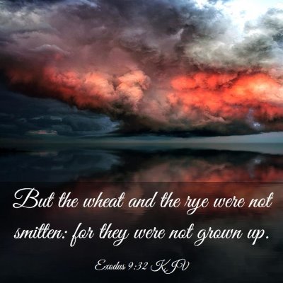 Picture 03 - Exodus 9:32 KJV - But the wheat and the rye were not smitten: for - Bible Verse Picture