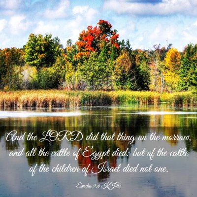 Picture 03 - Exodus 9:6 KJV - And the LORD did that thing on the morrow, and - Bible Verse Picture