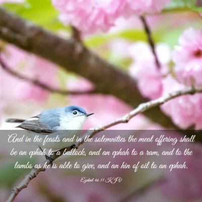 Picture 03 - Ezekiel 46:11 KJV - And in the feasts and in the solemnities the meat - Bible Verse Picture