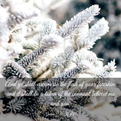 Picture 03 - Genesis 17:11 KJV - And ye shall circumcise the flesh of your - Bible Verse Picture