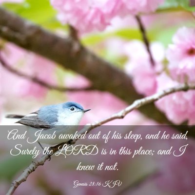 Picture 03 - Genesis 28:16 KJV - And Jacob awaked out of his sleep, and he said, - Bible Verse Picture