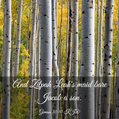 Picture 03 - Genesis 30:10 KJV - And Zilpah Leah's maid bare Jacob a - Bible Verse Picture