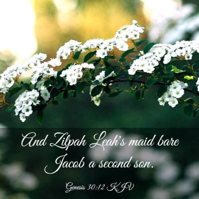Picture 03 - Genesis 30:12 KJV - And Zilpah Leah's maid bare Jacob a second - Bible Verse Picture