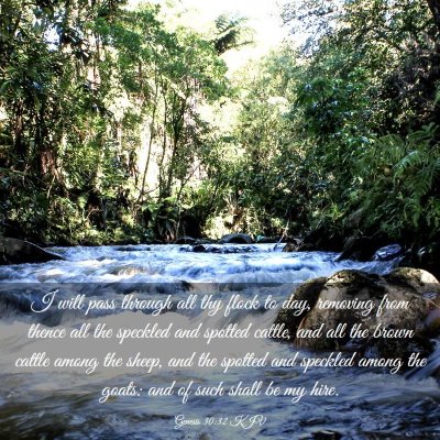Picture 03 - Genesis 30:32 KJV - I will pass through all thy flock to day, - Bible Verse Picture