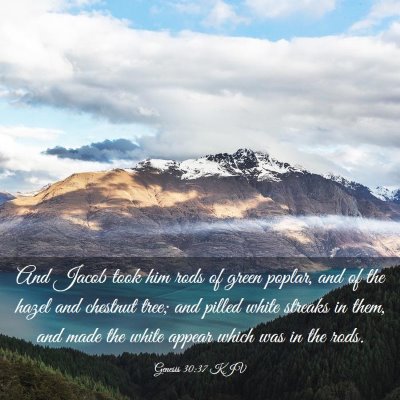 Picture 03 - Genesis 30:37 KJV - And Jacob took him rods of green poplar, and of - Bible Verse Picture