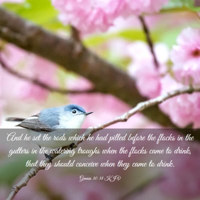 Picture 03 - Genesis 30:38 KJV - And he set the rods which he had pilled before - Bible Verse Picture