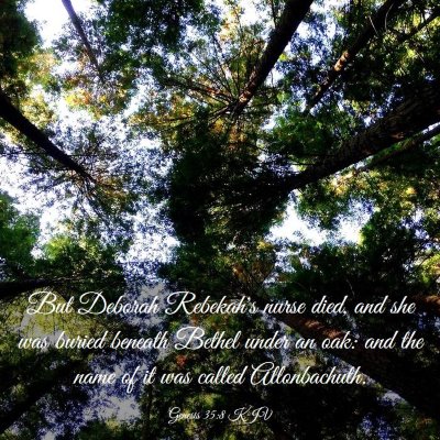 Picture 03 - Genesis 35:8 KJV - But Deborah Rebekah's nurse died, and she was - Bible Verse Picture