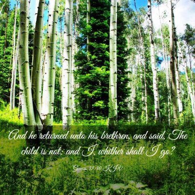 Picture 03 - Genesis 37:30 KJV - And he returned unto his brethren, and said, The - Bible Verse Picture