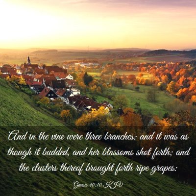 Picture 03 - Genesis 40:10 KJV - And in the vine were three branches: and it was - Bible Verse Picture