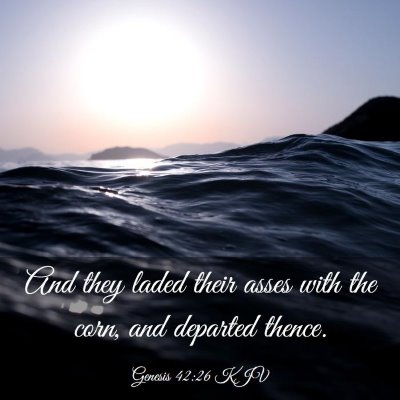 Picture 03 - Genesis 42:26 KJV - And they laded their asses with the corn, and - Bible Verse Picture