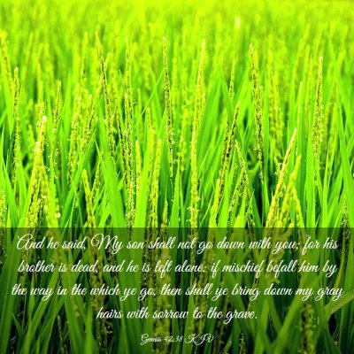 Picture 03 - Genesis 42:38 KJV - And he said, My son shall not go down with you; - Bible Verse Picture