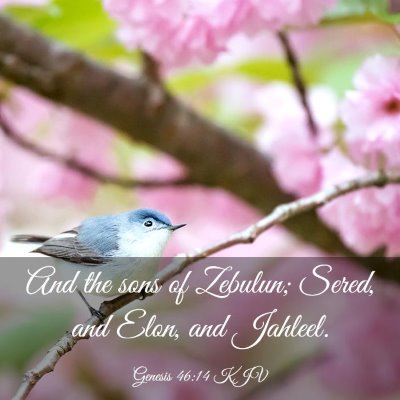 Picture 03 - Genesis 46:14 KJV - And the sons of Zebulun; Sered, and Elon, and - Bible Verse Picture