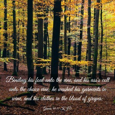 Picture 03 - Genesis 49:11 KJV - Binding his foal unto the vine, and his ass's - Bible Verse Picture