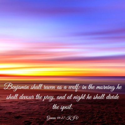 Picture 03 - Genesis 49:27 KJV - Benjamin shall raven as a wolf: in the morning he - Bible Verse Picture
