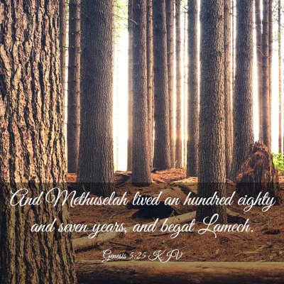 Picture 03 - Genesis 5:25 KJV - And Methuselah lived an hundred eighty and seven - Bible Verse Picture