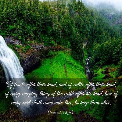 Picture 03 - Genesis 6:20 KJV - Of fowls after their kind, and of cattle after - Bible Verse Picture