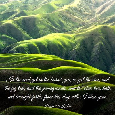 Picture 03 - Haggai 2:19 KJV - Is the seed yet in the barn? yea, as yet the - Bible Verse Picture