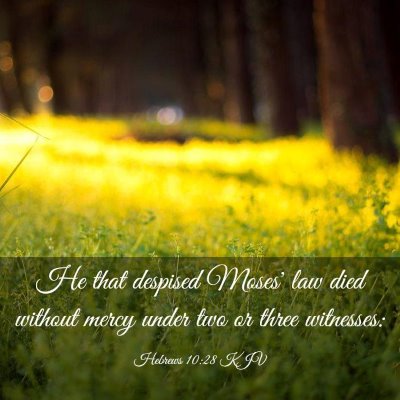 Picture 03 - Hebrews 10:28 KJV - He that despised Moses' law died without mercy - Bible Verse Picture