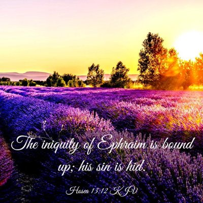 Picture 03 - Hosea 13:12 KJV - The iniquity of Ephraim is bound up; his sin is - Bible Verse Picture