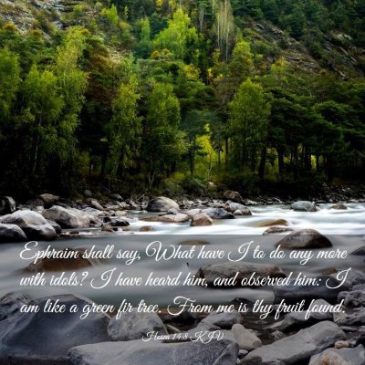 Picture 03 - Hosea 14:8 KJV - Ephraim shall say, What have I to do any more - Bible Verse Picture