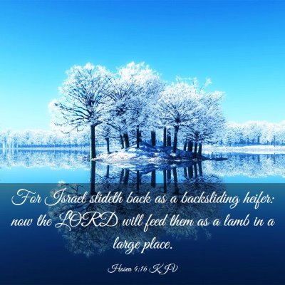 Picture 03 - Hosea 4:16 KJV - For Israel slideth back as a backsliding heifer: - Bible Verse Picture