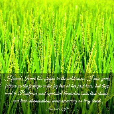Picture 03 - Hosea 9:10 KJV - I found Israel like grapes in the wilderness; I - Bible Verse Picture