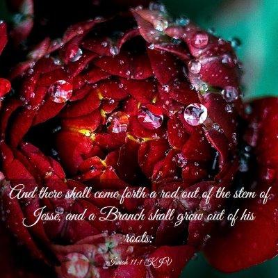 Picture 03 - Isaiah 11:1 KJV - And there shall come forth a rod out of the stem - Bible Verse Picture