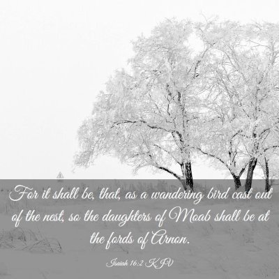 Picture 03 - Isaiah 16:2 KJV - For it shall be, that, as a wandering bird cast - Bible Verse Picture