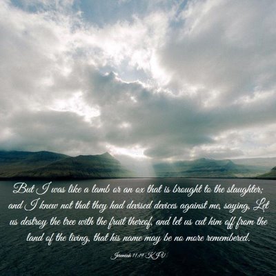 Picture 03 - Jeremiah 11:19 KJV - But I was like a lamb or an ox that is brought to - Bible Verse Picture