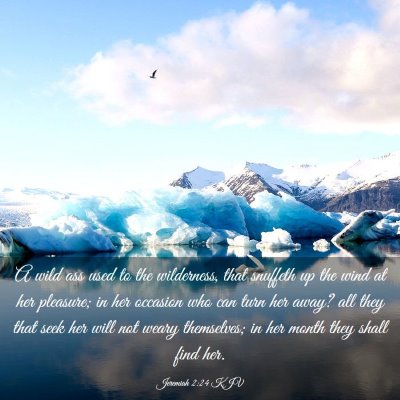 Picture 03 - Jeremiah 2:24 KJV - A wild ass used to the wilderness, that snuffeth - Bible Verse Picture