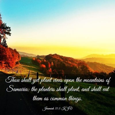 Picture 03 - Jeremiah 31:5 KJV - Thou shalt yet plant vines upon the mountains of - Bible Verse Picture