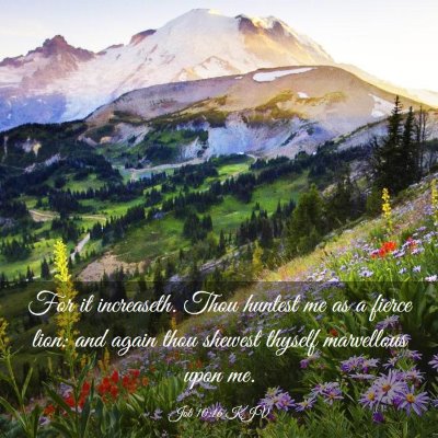 Picture 03 - Job 10:16 KJV - For it increaseth. Thou huntest me as a fierce - Bible Verse Picture