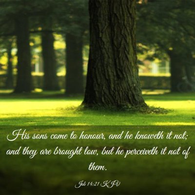 Picture 03 - Job 14:21 KJV - His sons come to honour, and he knoweth it not; - Bible Verse Picture