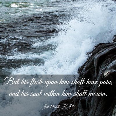 Picture 03 - Job 14:22 KJV - But his flesh upon him shall have pain, and his - Bible Verse Picture