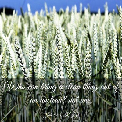 Picture 03 - Job 14:4 KJV - Who can bring a clean thing out of an unclean? - Bible Verse Picture