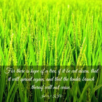 Picture 03 - Job 14:7 KJV - For there is hope of a tree, if it be cut down, - Bible Verse Picture