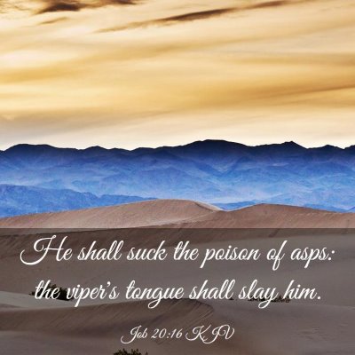 Picture 03 - Job 20:16 KJV - He shall suck the poison of asps: the viper's - Bible Verse Picture