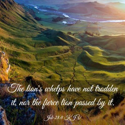 Picture 03 - Job 28:8 KJV - The lion's whelps have not trodden it, nor the - Bible Verse Picture
