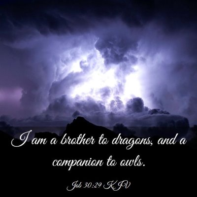 Picture 03 - Job 30:29 KJV - I am a brother to dragons, and a companion to - Bible Verse Picture