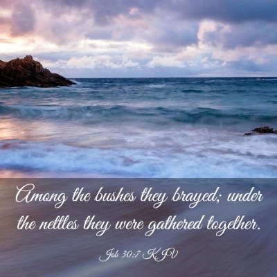 Picture 03 - Job 30:7 KJV - Among the bushes they brayed; under the nettles - Bible Verse Picture